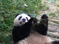 Pandas (028)